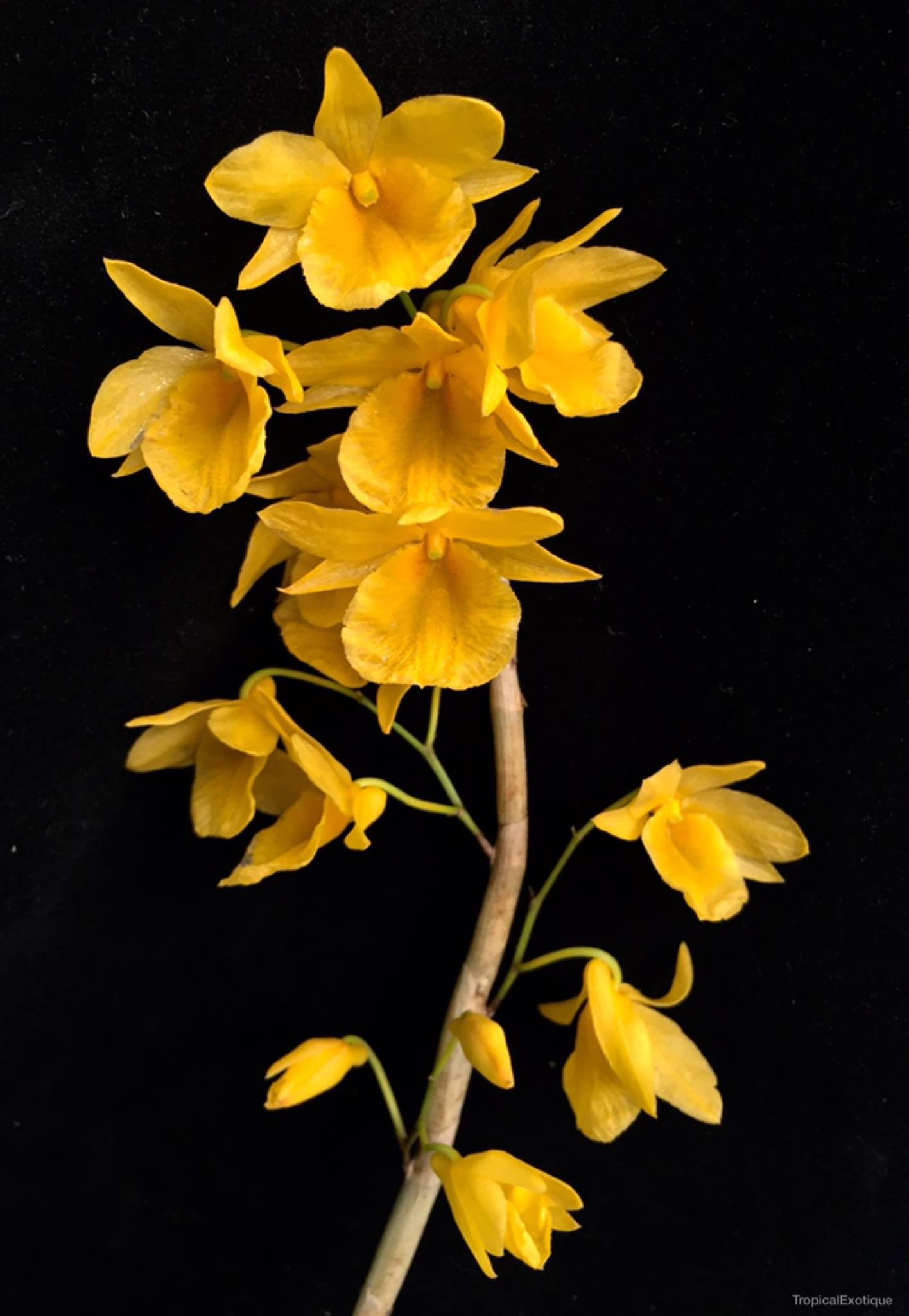 Dendrobium-dixanthum.png