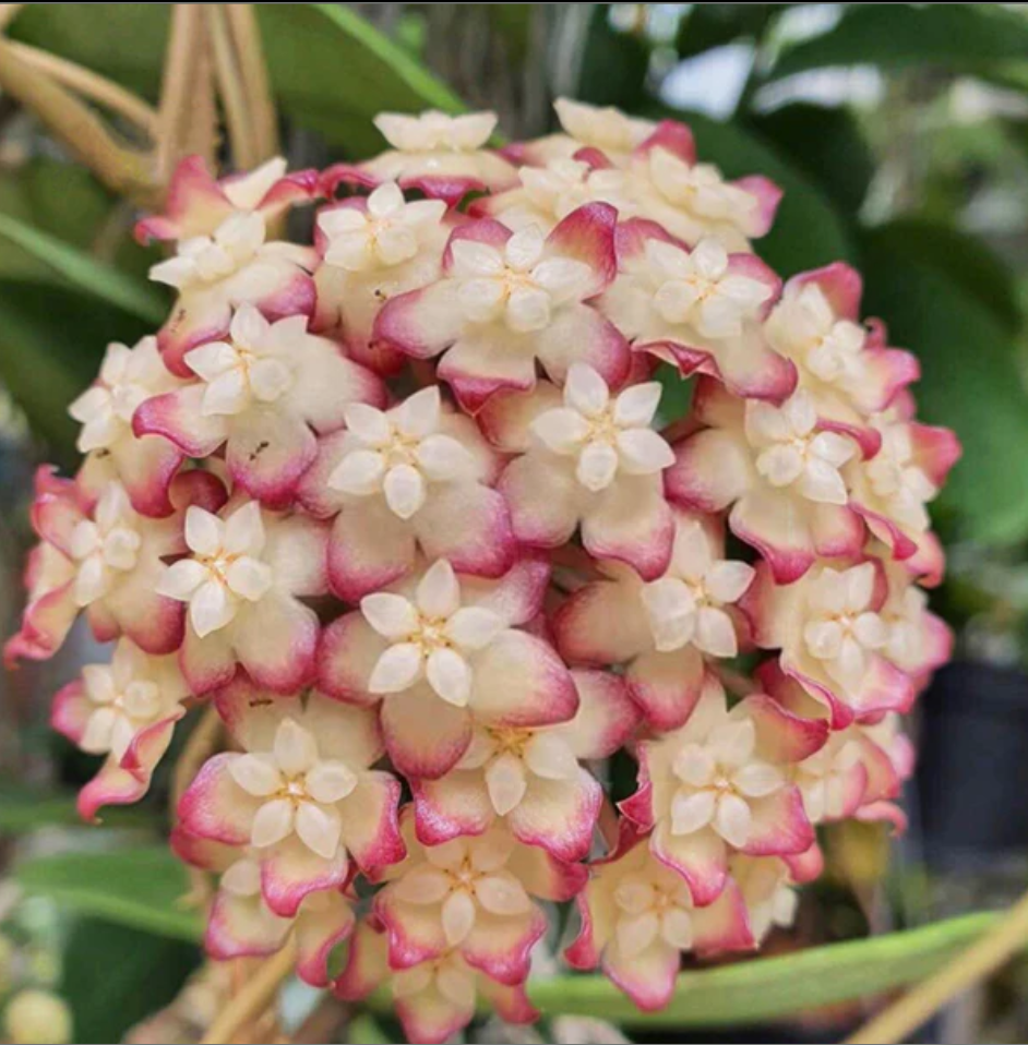 Hoya cv. Jennifer.png