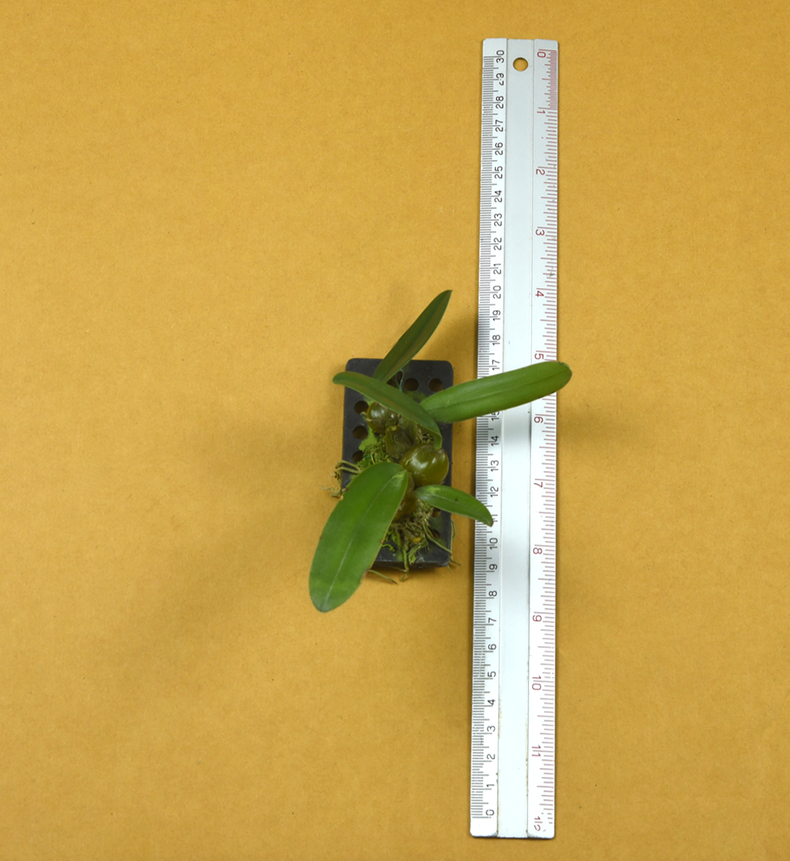 12+Bulb.+wendlandianum.png