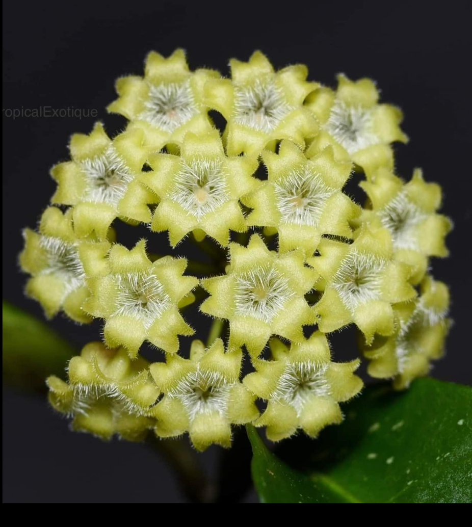 Hoya+amicabilis.png