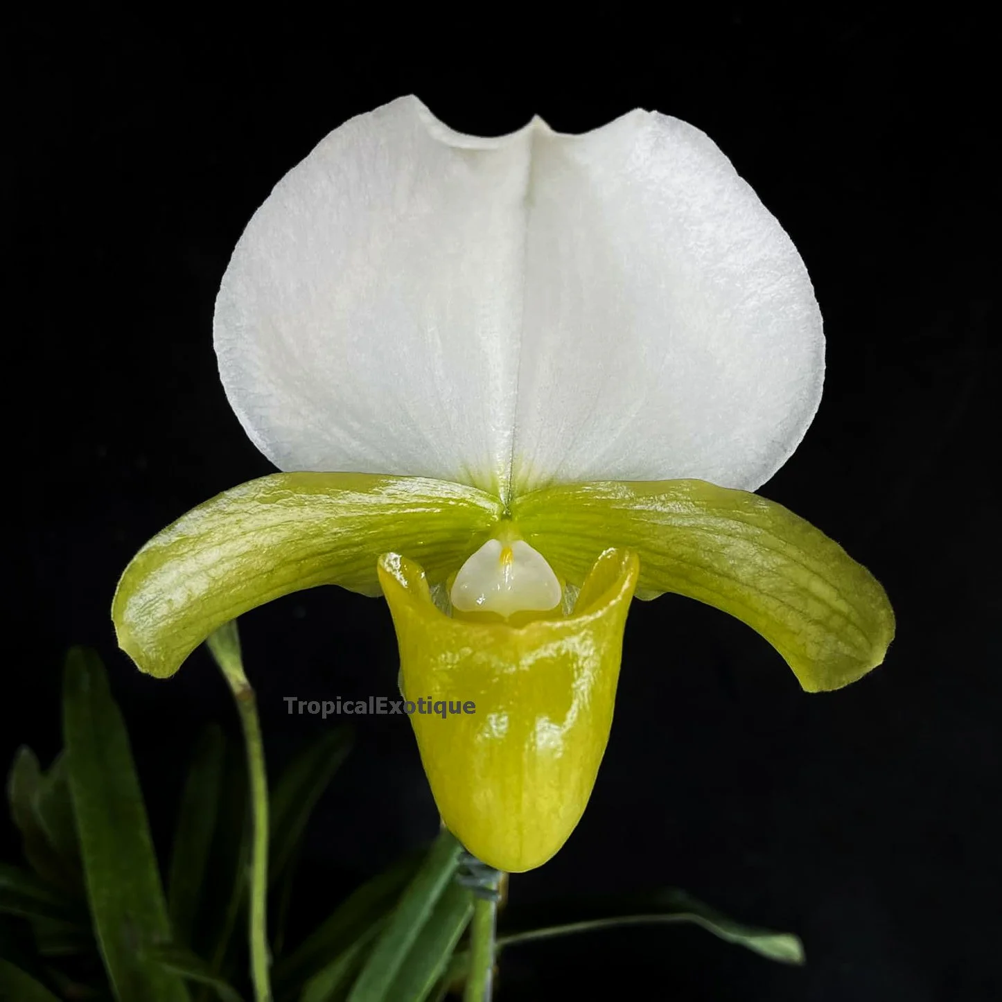 Paphiopedilum-charlesworthii-fma.sandowiae-1.jpg