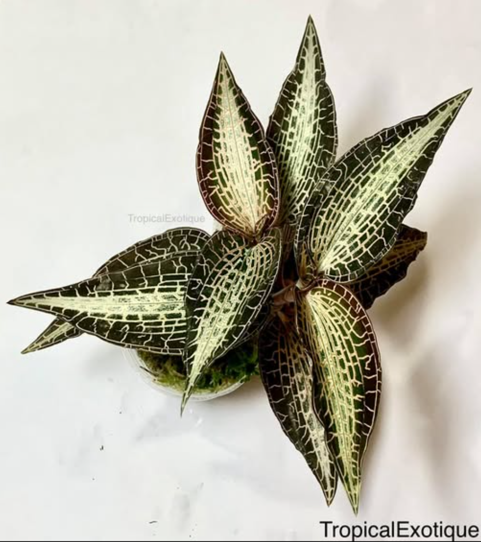 Goodyera sp.png