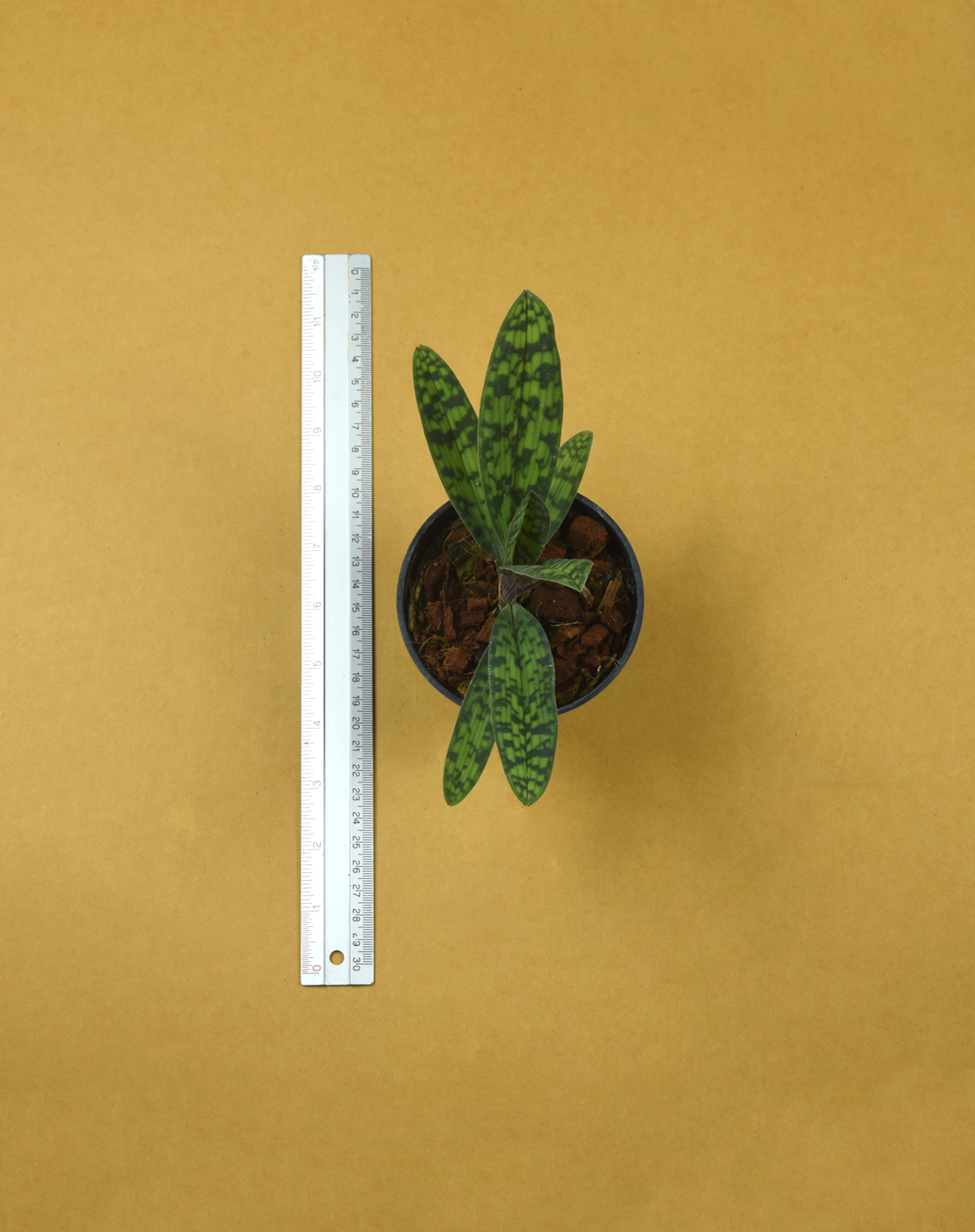 Paph. tonsum.png