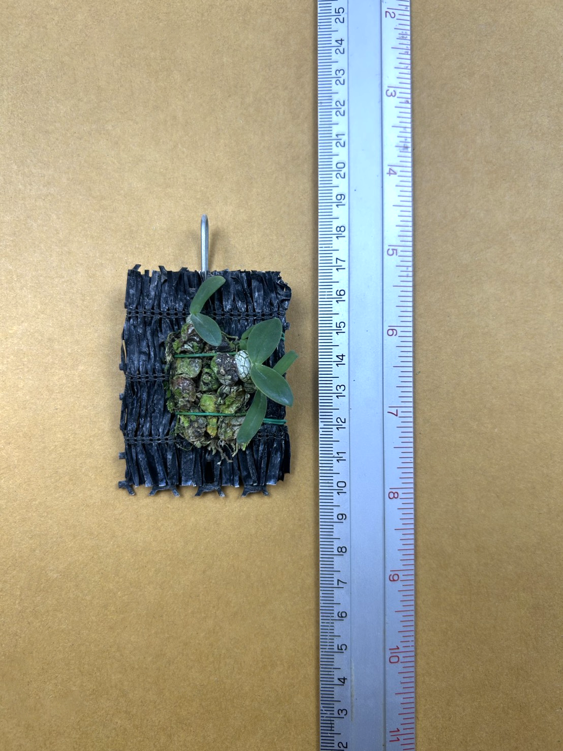 Bulb. polliculosum.png