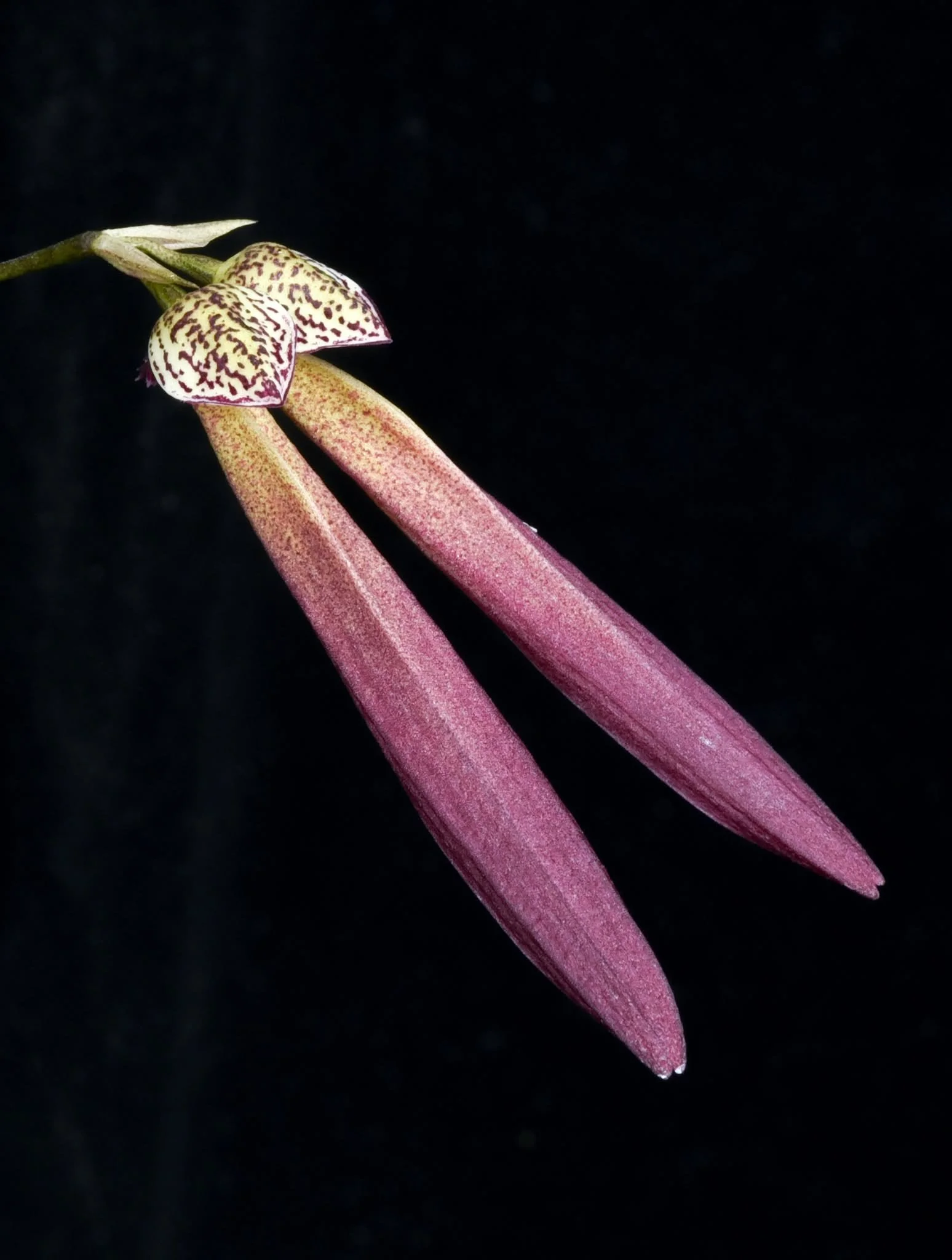 Bulbophyllum treschii x Bulbophyllum scotinochiton