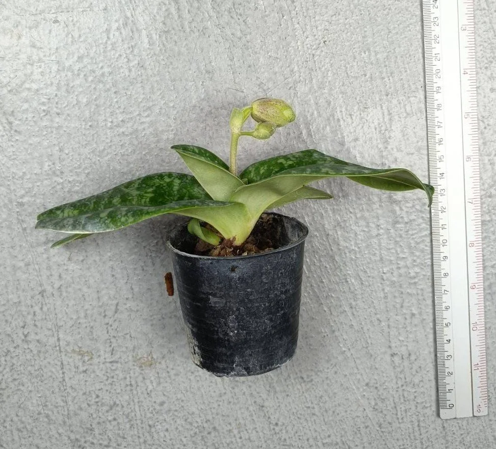 Paphiopedilum concolor.jpg