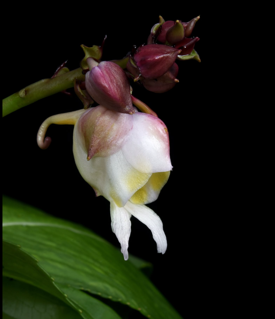 Impatiens mirabilis.png