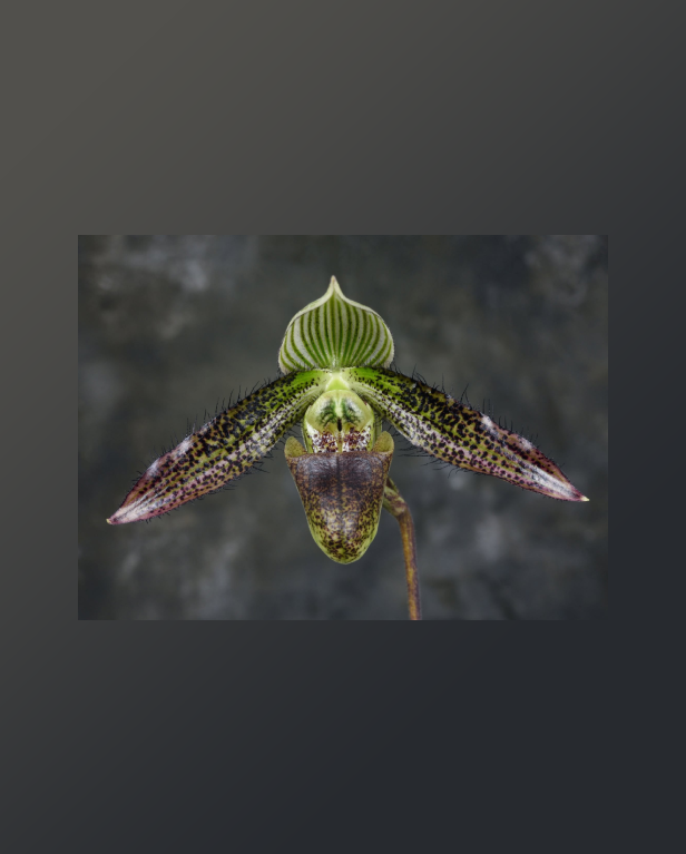 Paphiopedilum wardii
