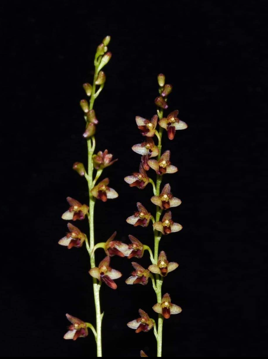 Bulbophyllum secundum.png