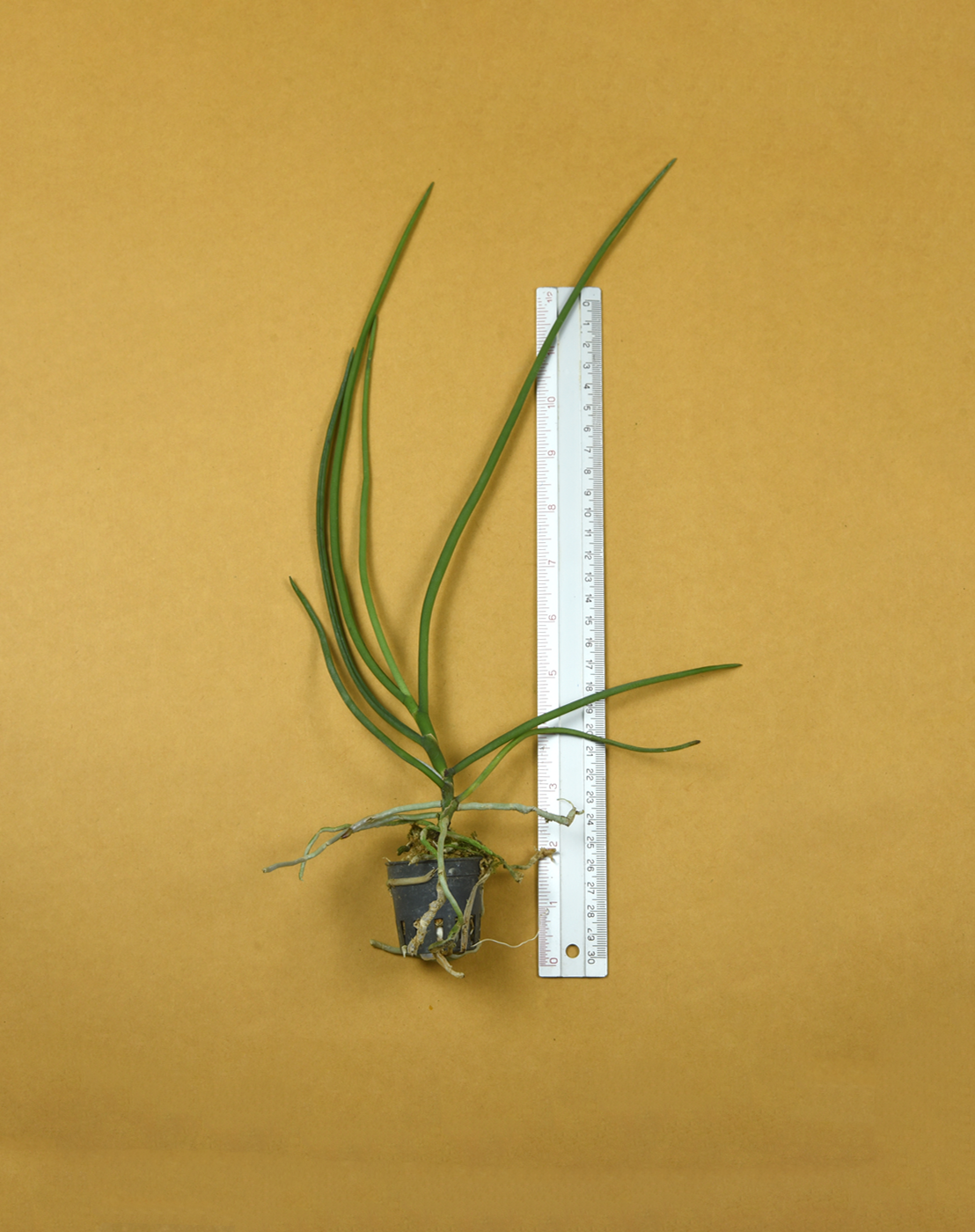Holc. subulifolium x Papi. teres.png