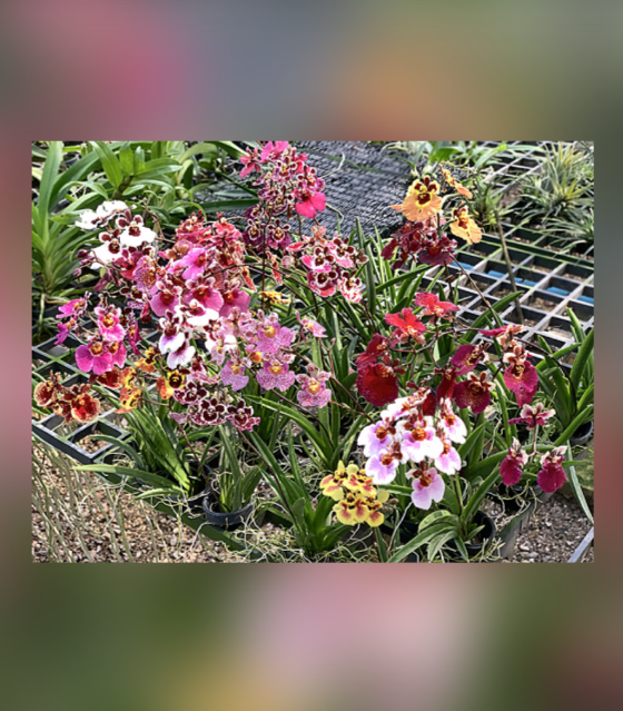 Tolumnia Jairak Rainbow "Hybrids"