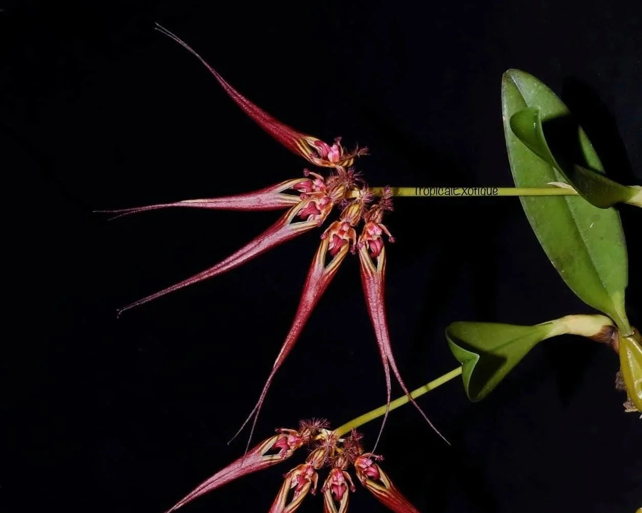 Bulbophyllum wendlandianum