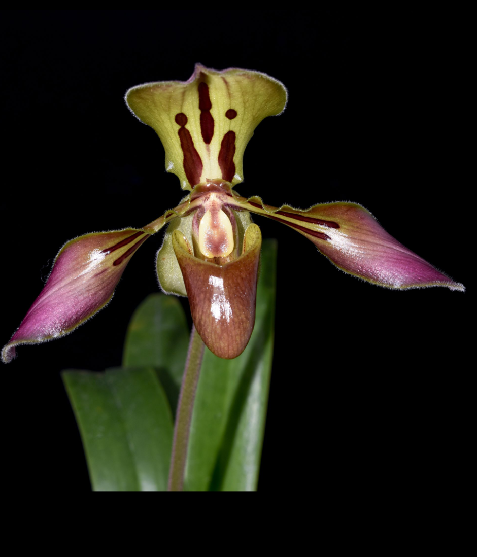 Paphiopedilum tigrinum.png