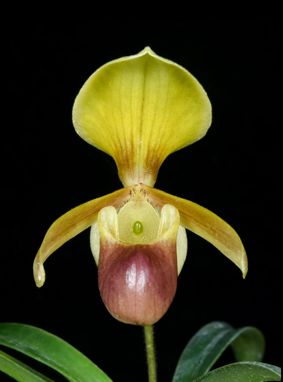 Paphiopedilum helenae.png