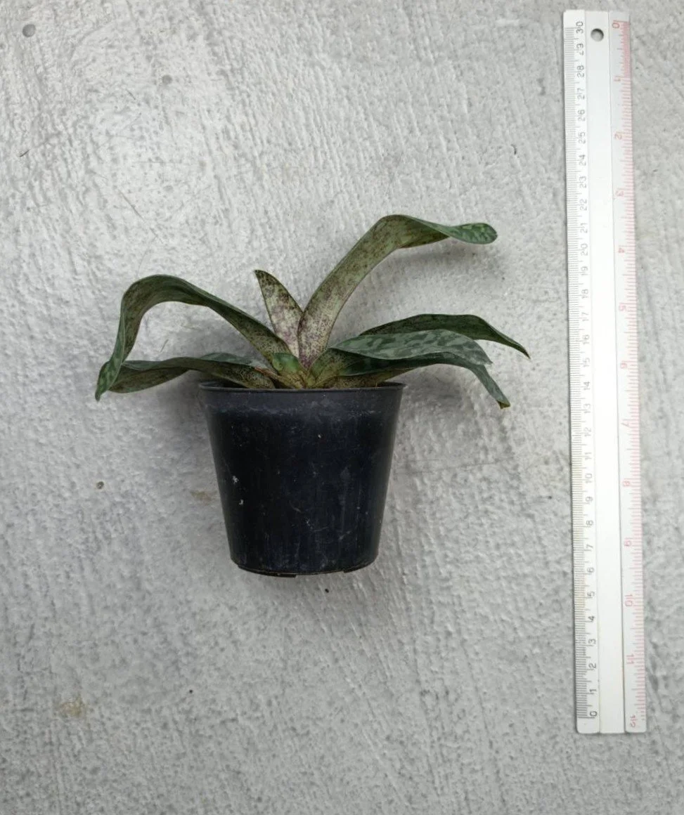 54 Paph. wardii.jpg