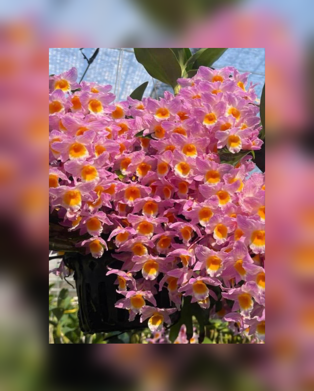 Dendrobium farmeri Pink-67.png