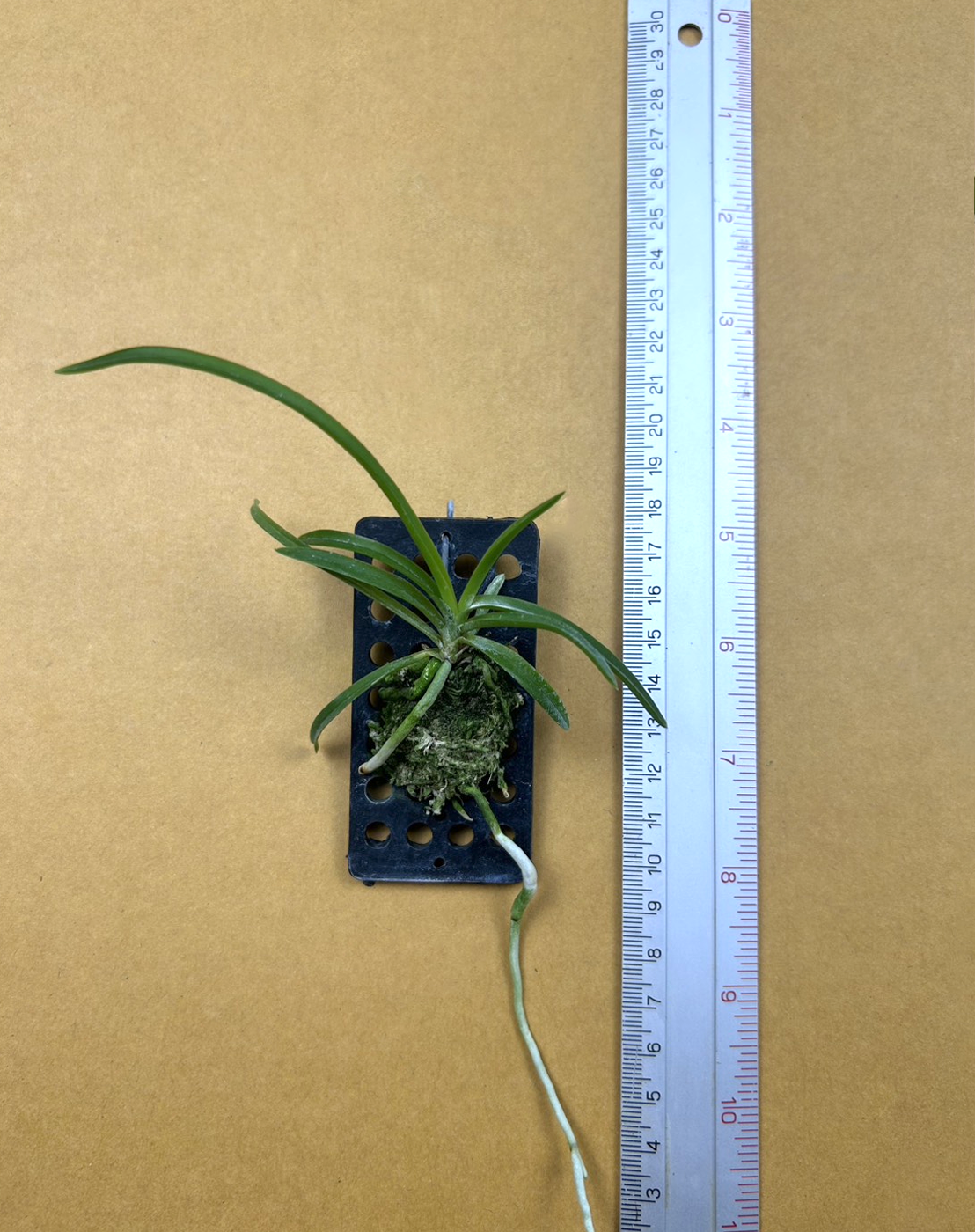 Vanda lombokensis x Holc. rupestre.png