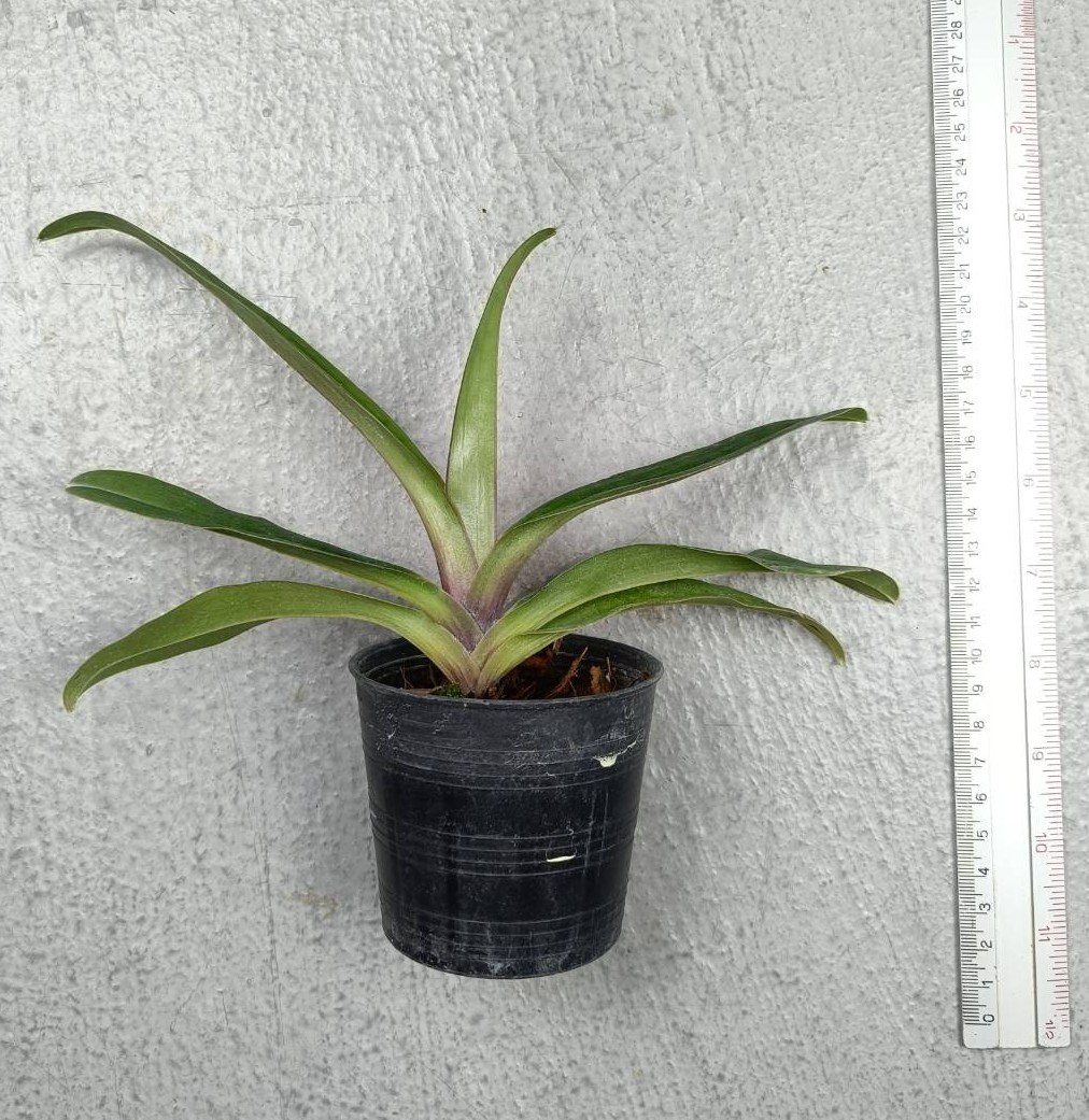 Paphiopedilum victoria-mariae.jpg