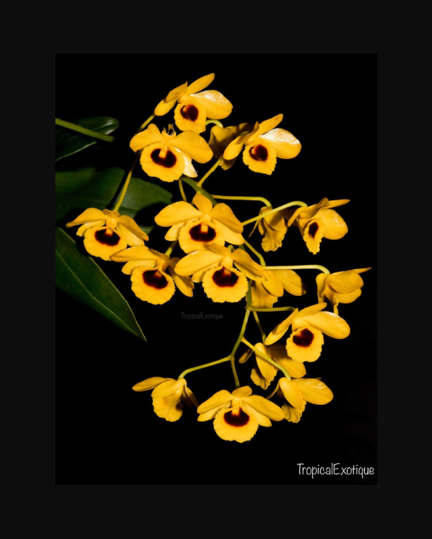 Dendrobium chrysotoxum var. suavissimum