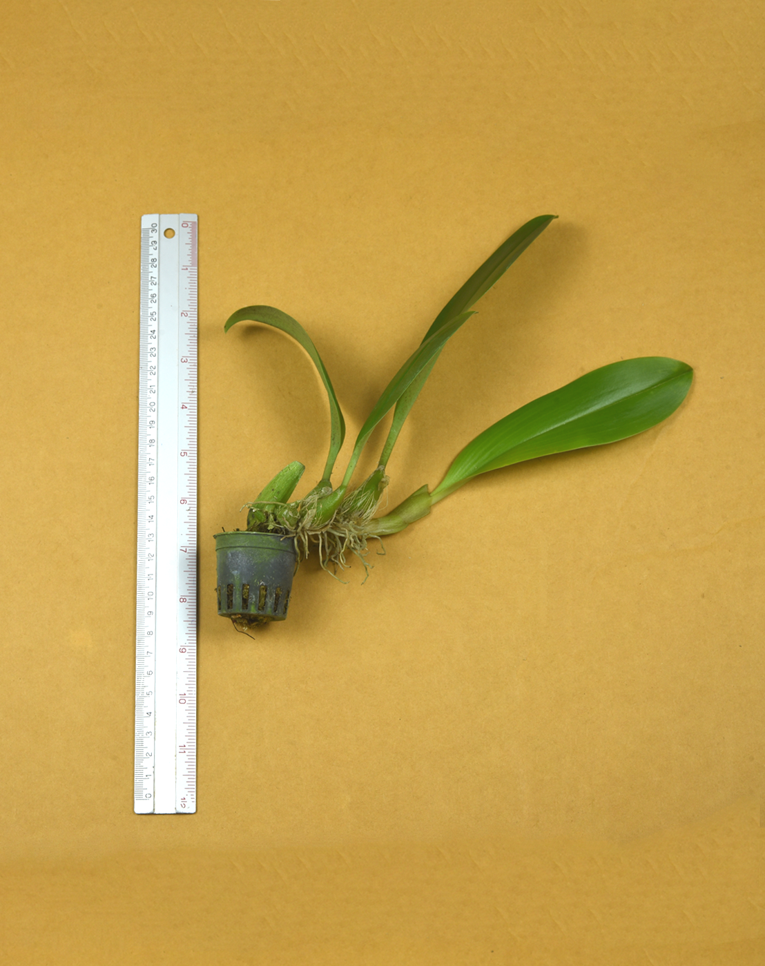 33+32+Bulb.+claptonense.png