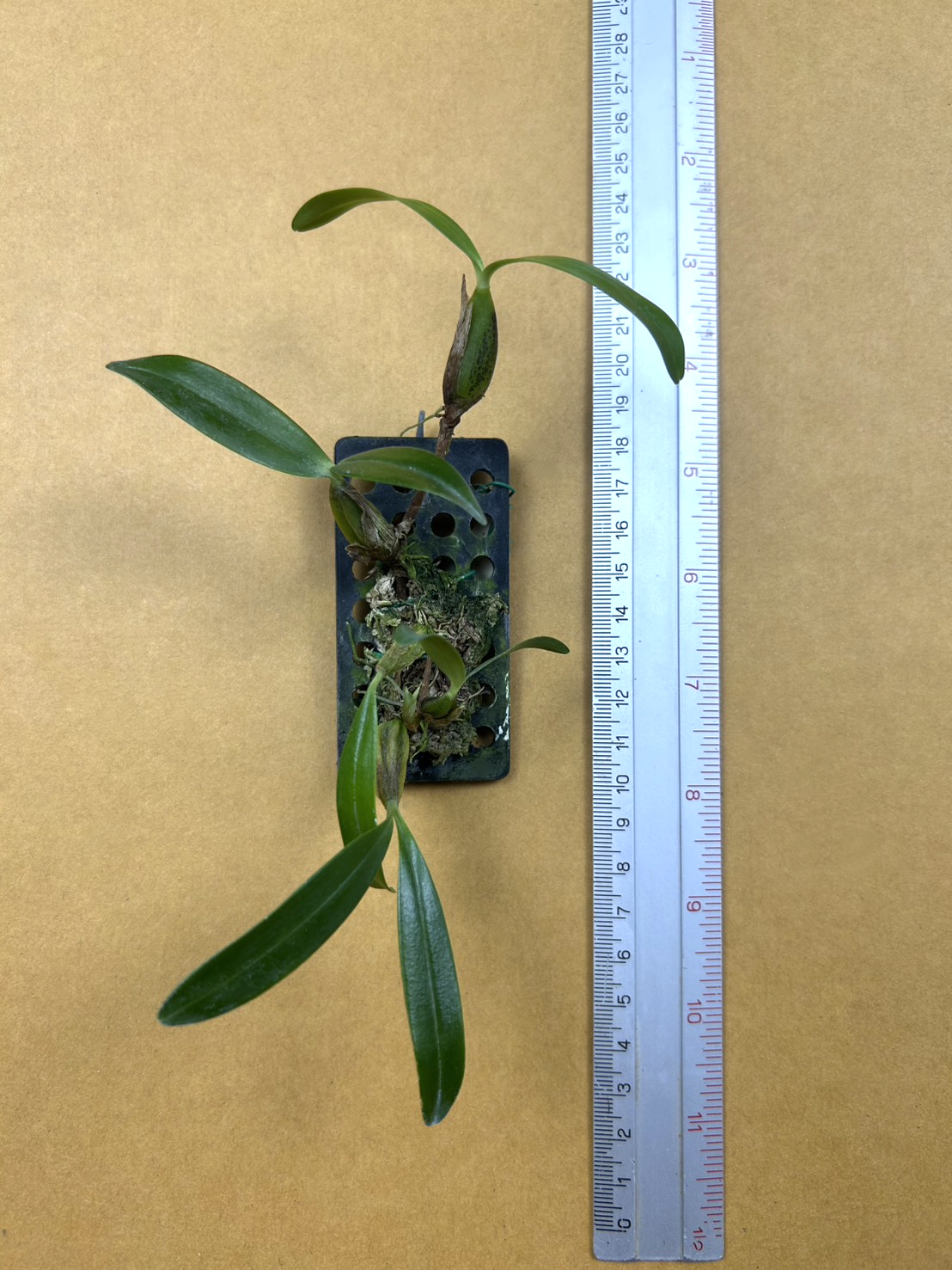 Bulbophyllum falcatum.png