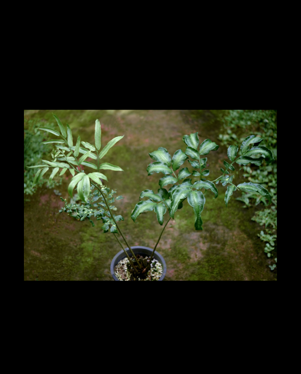 Angiopteris evecta