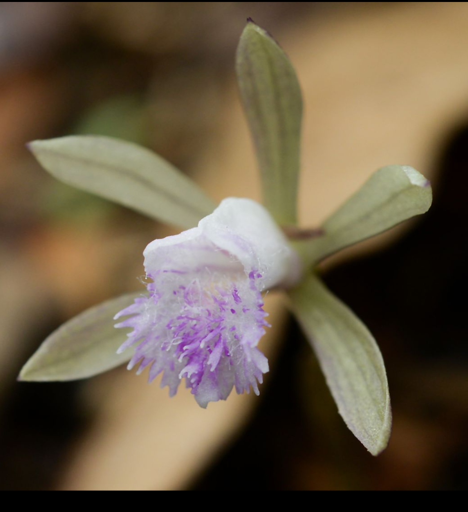 Nervilia crociformis.png
