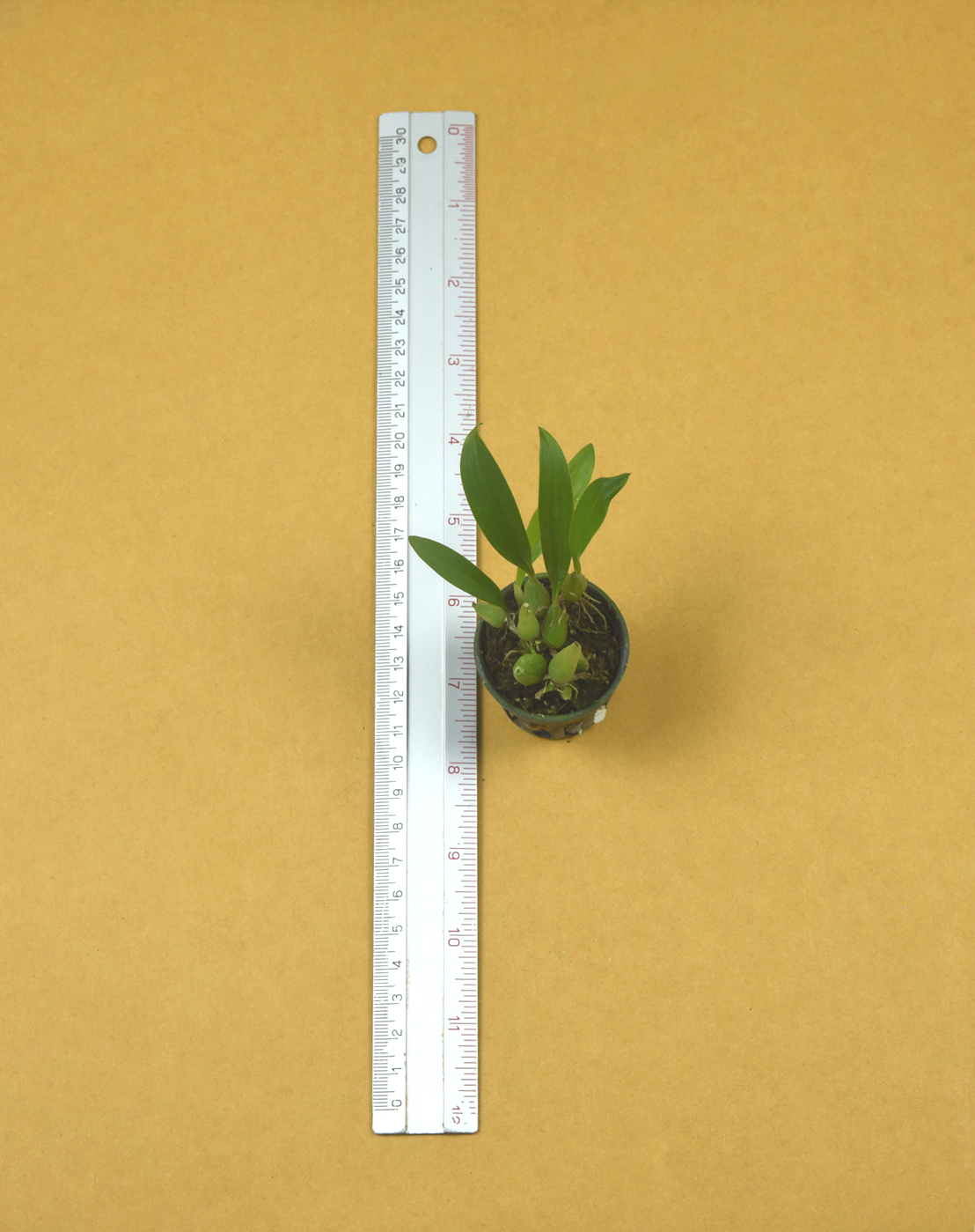 23+Bulb.+geniculiferum.png