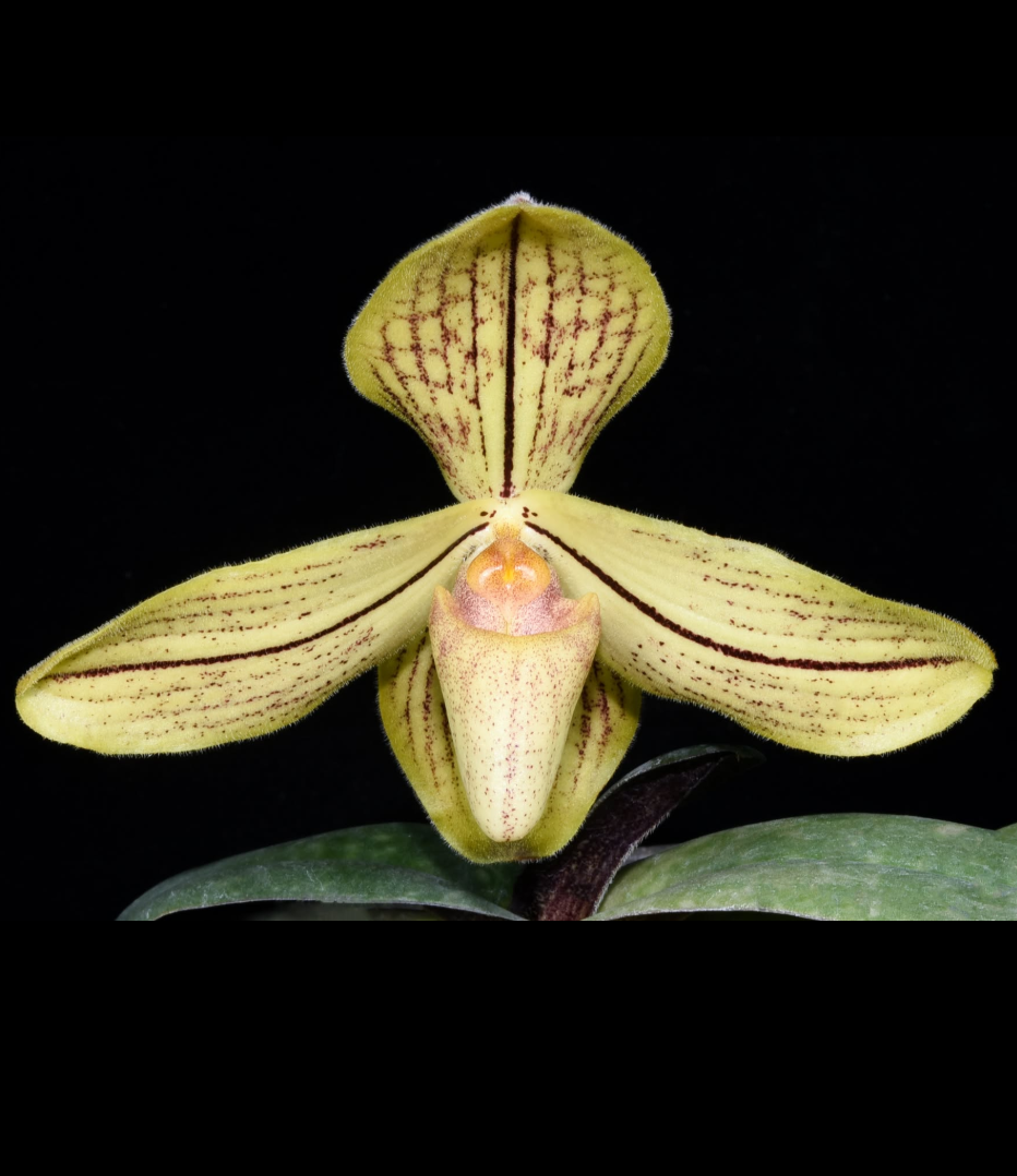 Paphiopedilum concolor var.png
