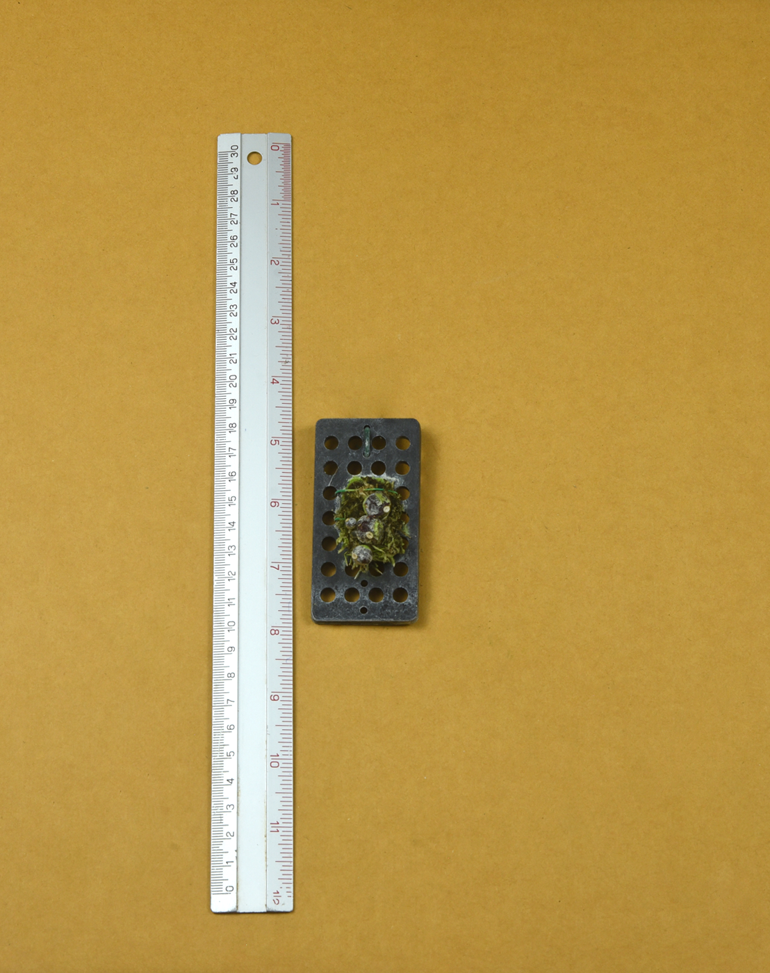 7 Bulb. albibracteum.png