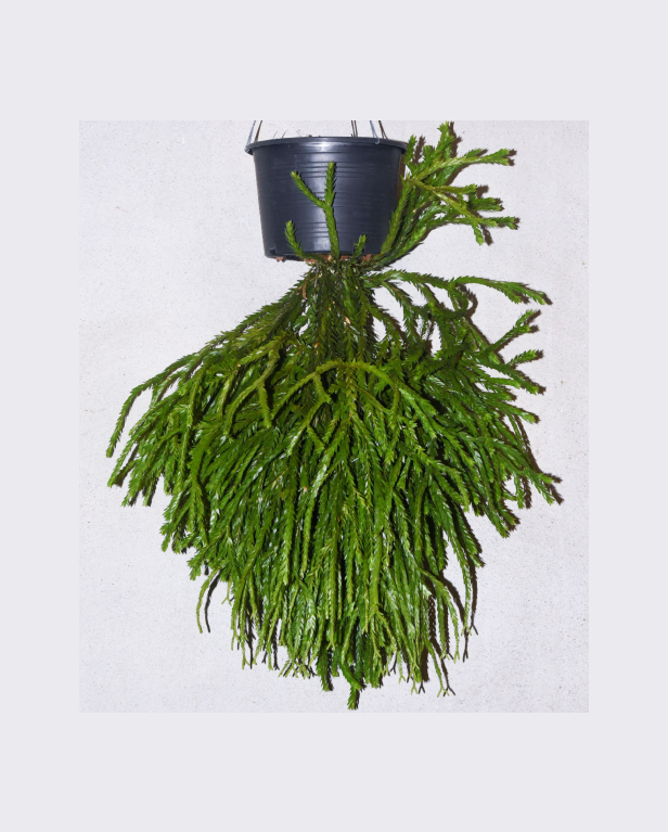 Huperzia sp. Triangle Frond-67.png