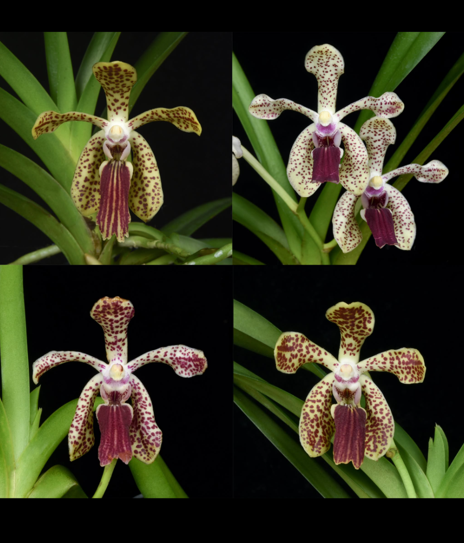 Vanda lombokensis x Vanda cristata.png