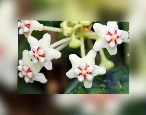 Hoya+globulosa-67.png