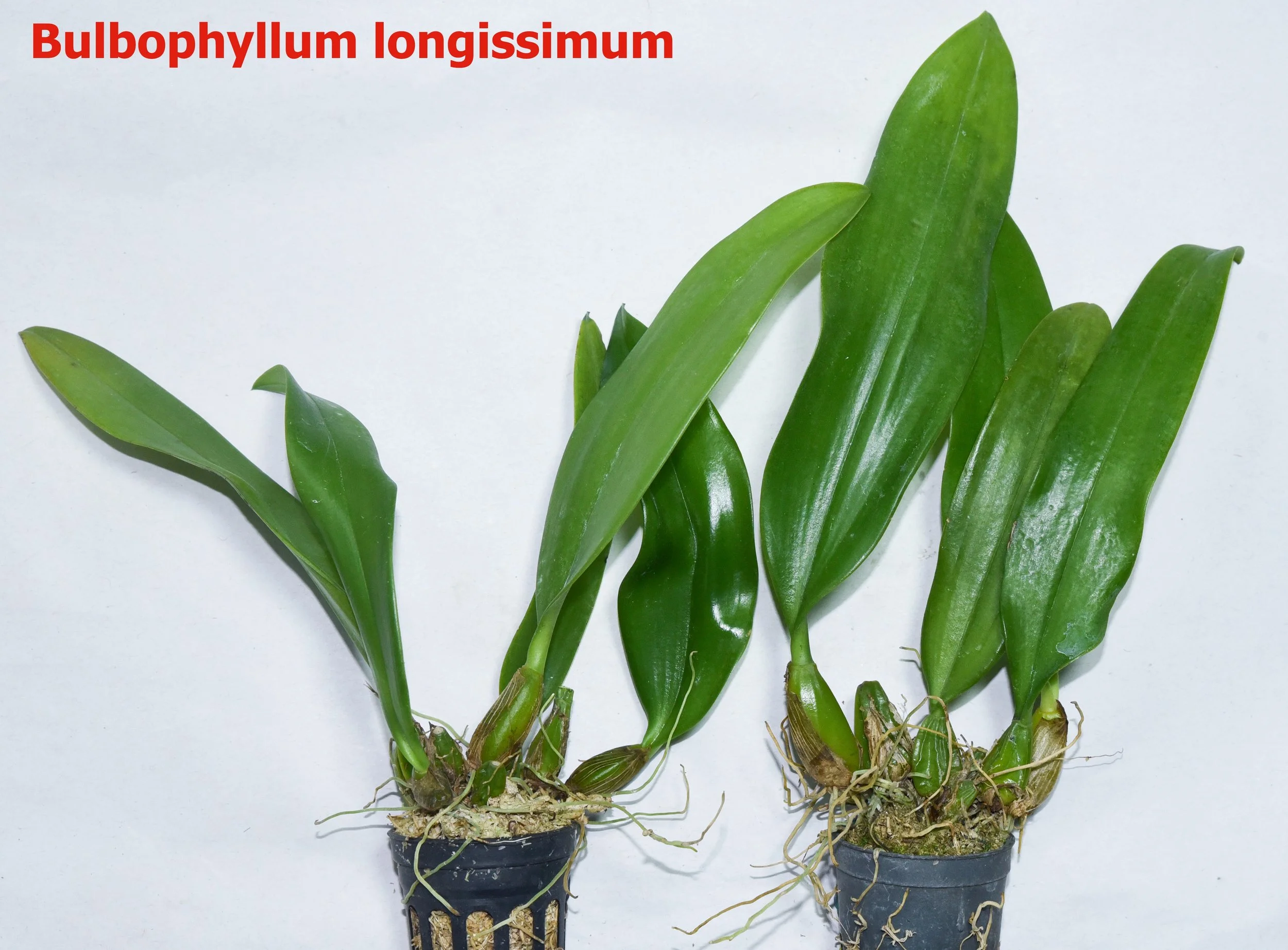 Bulbophyllum longissimum.jpg