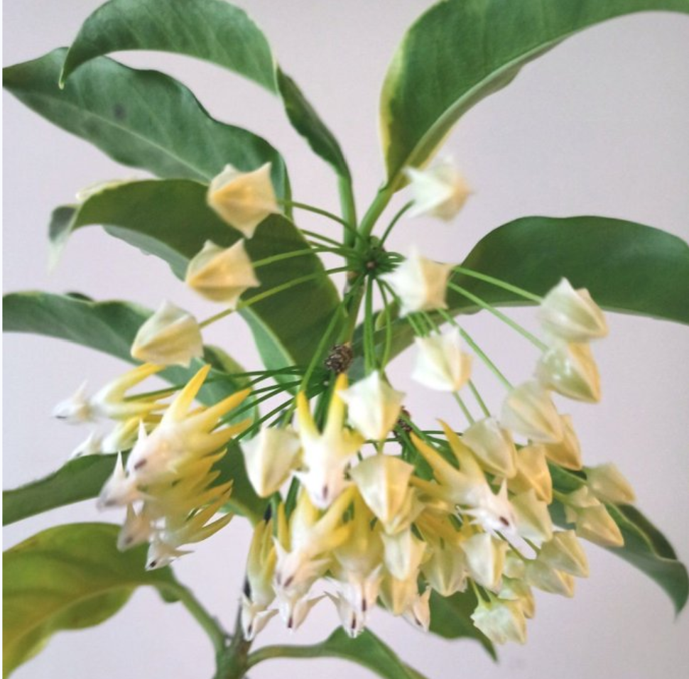 Hoya multiflora albo.png