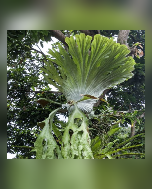 Platycerium-wandae-67.png