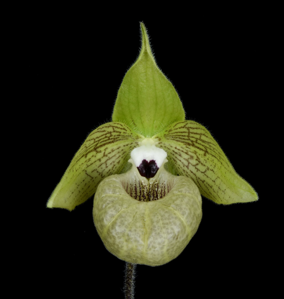 Paphiopedilum+malipoense.png