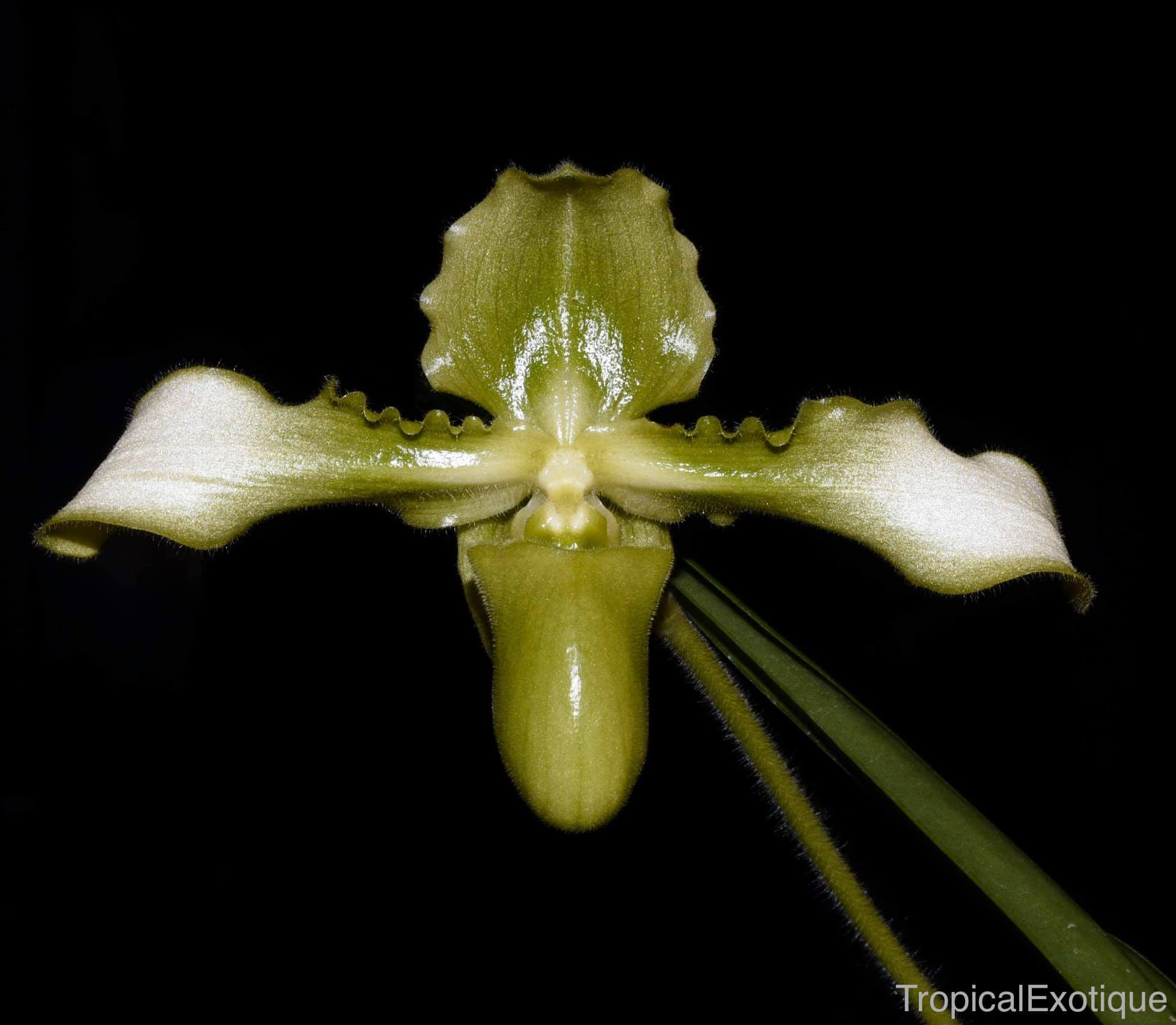 Paphiopedilum hirsutissimum alba