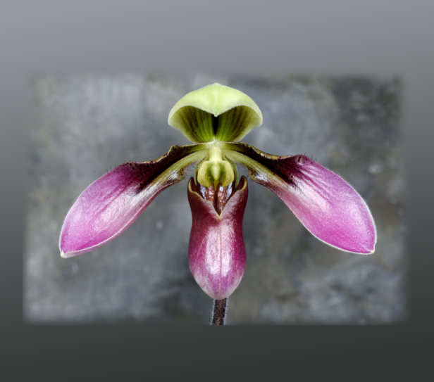Paphiopedilum cerveranum / Paphiopedilum appletonianum