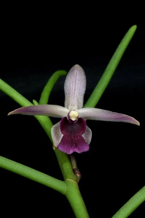 Luisia curtisii x Papilionanthe teres