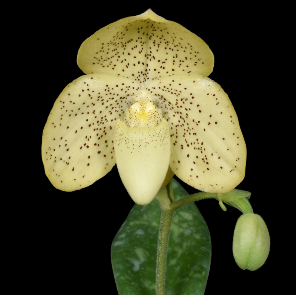 Paphiopedilum+concolor.png