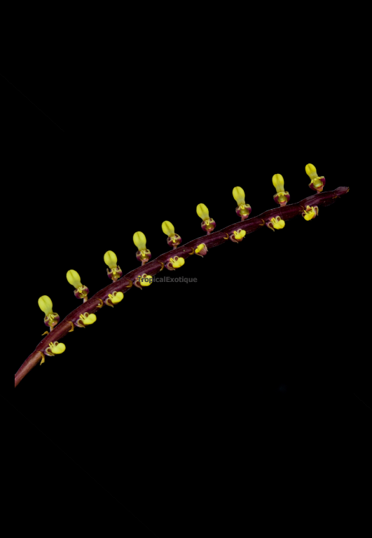 Bulbophyllum falcatum