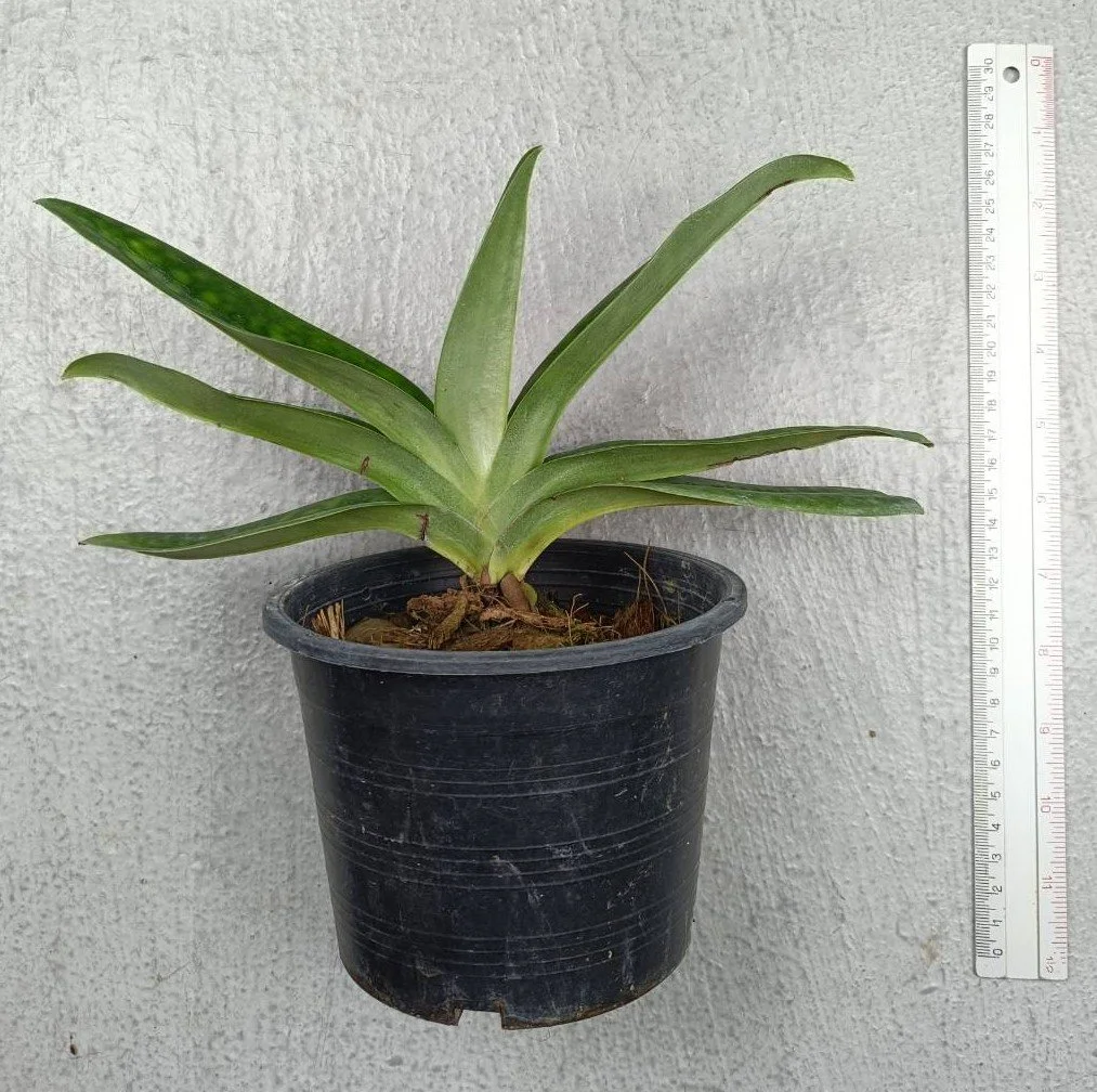 14 Paph. mastersianum.jpg
