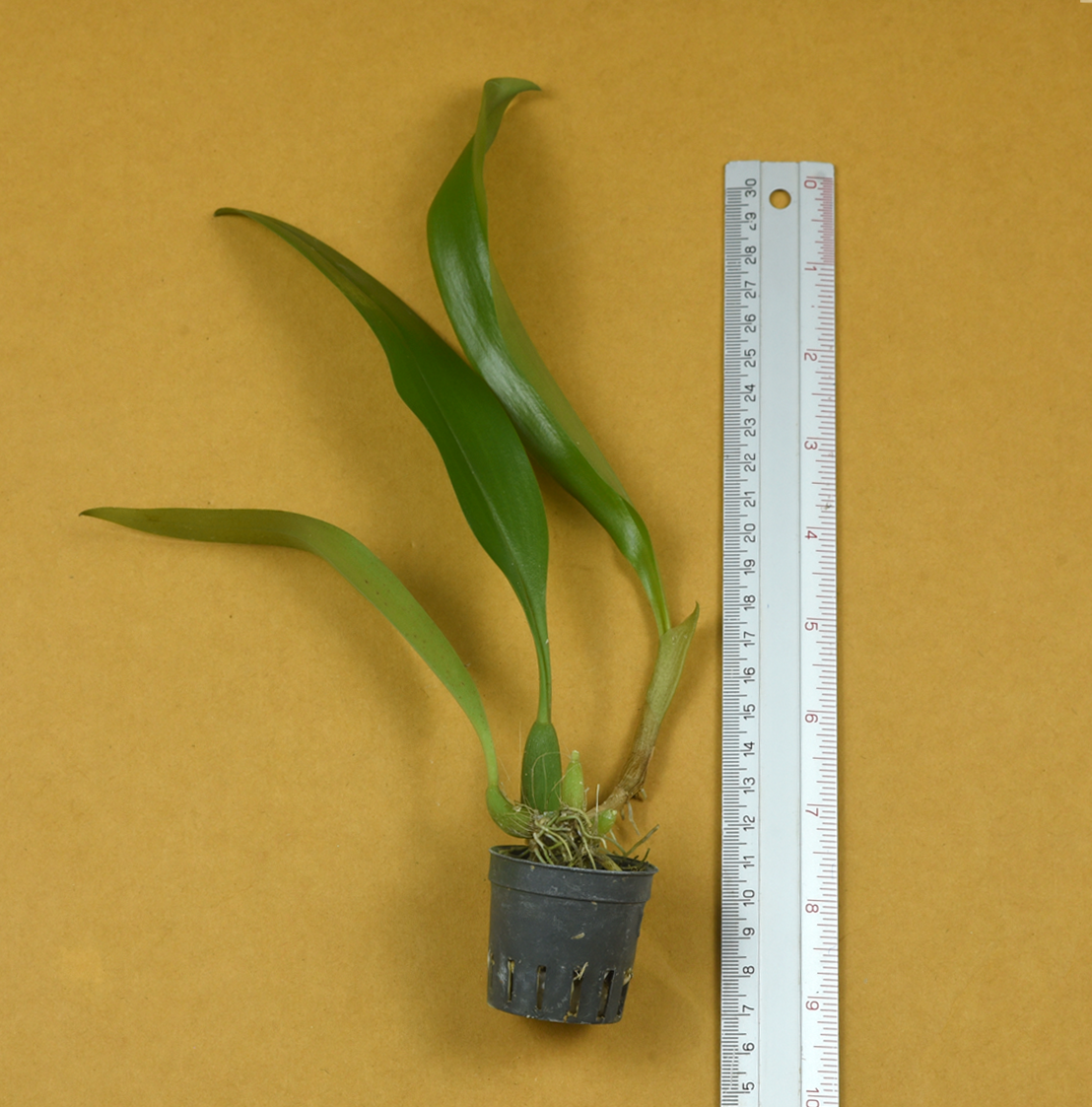 Bulb.%2Blobbii%2BDark%2Bx%2BBubl.%2Blasianthum.png