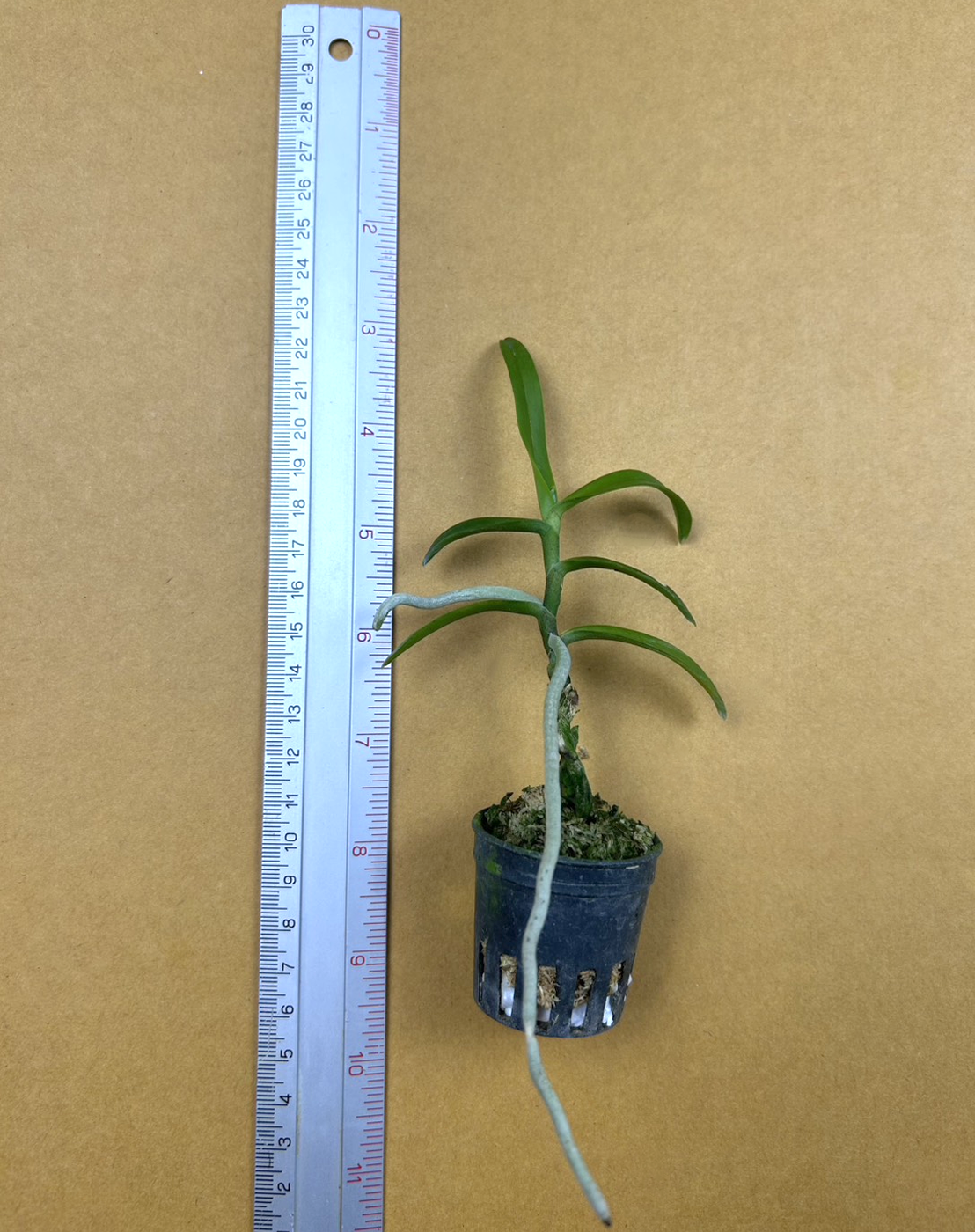 Vanda spathulata.png