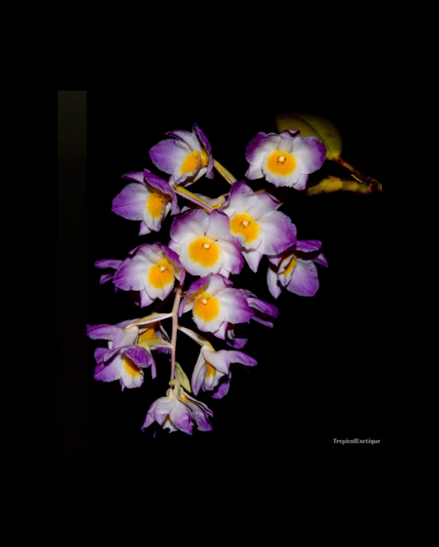 Dendrobium amabile-67.png