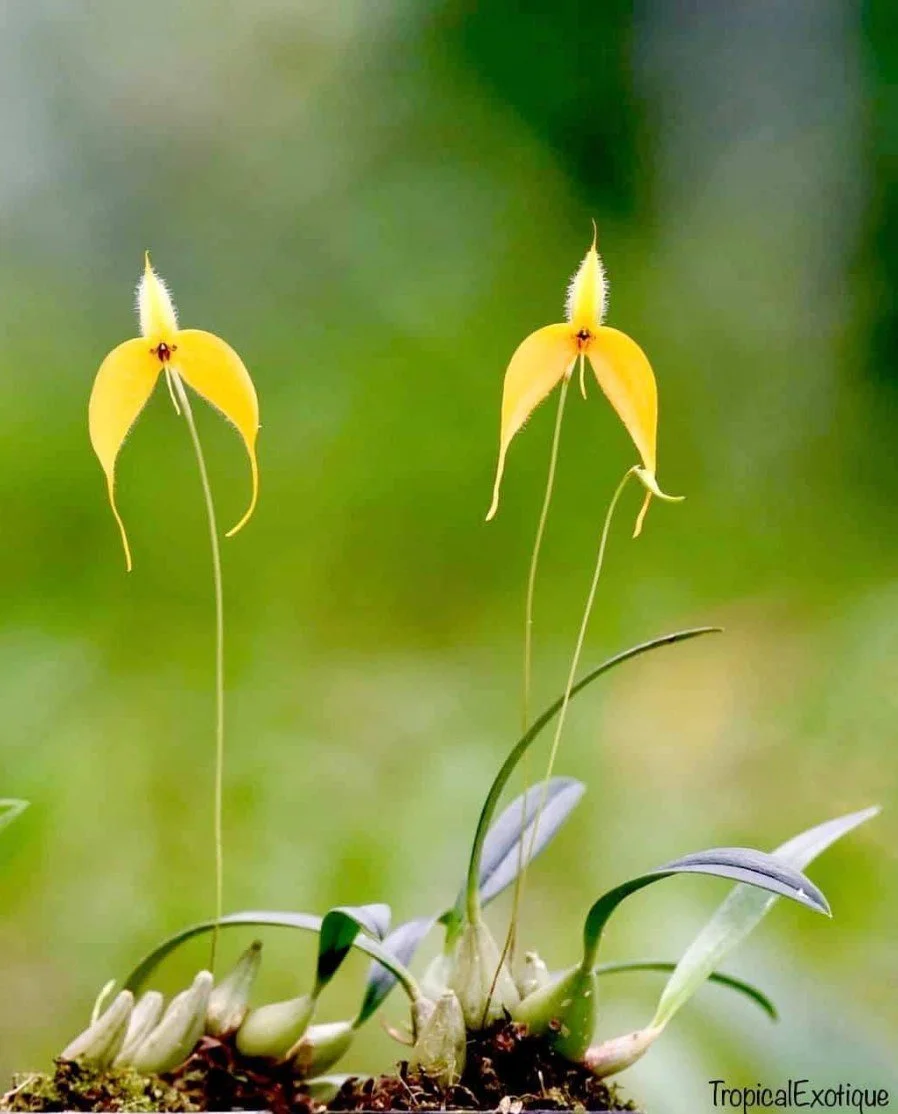 Bulbophyllum-championii-yellow.jpg