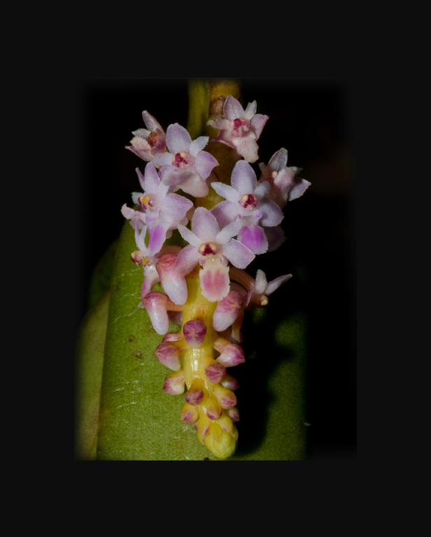Smitinandia-micrantha-67.png