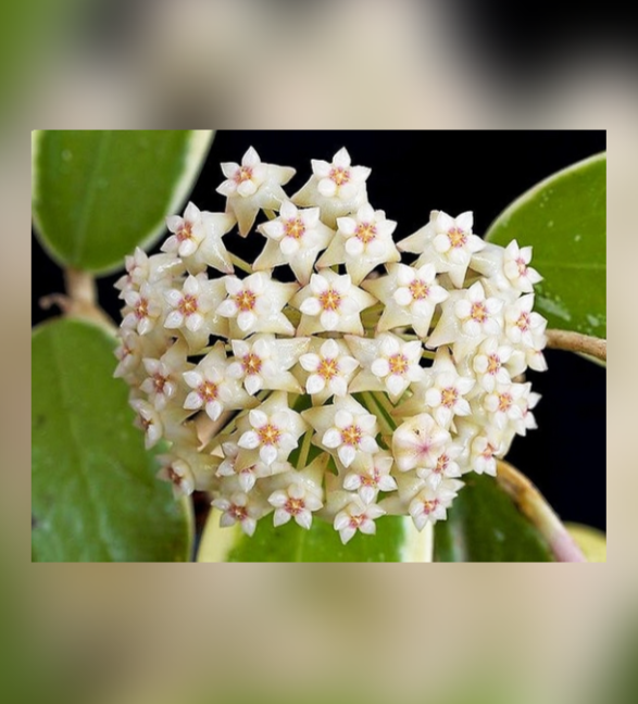 Hoya-acuta-Variegata-67.png