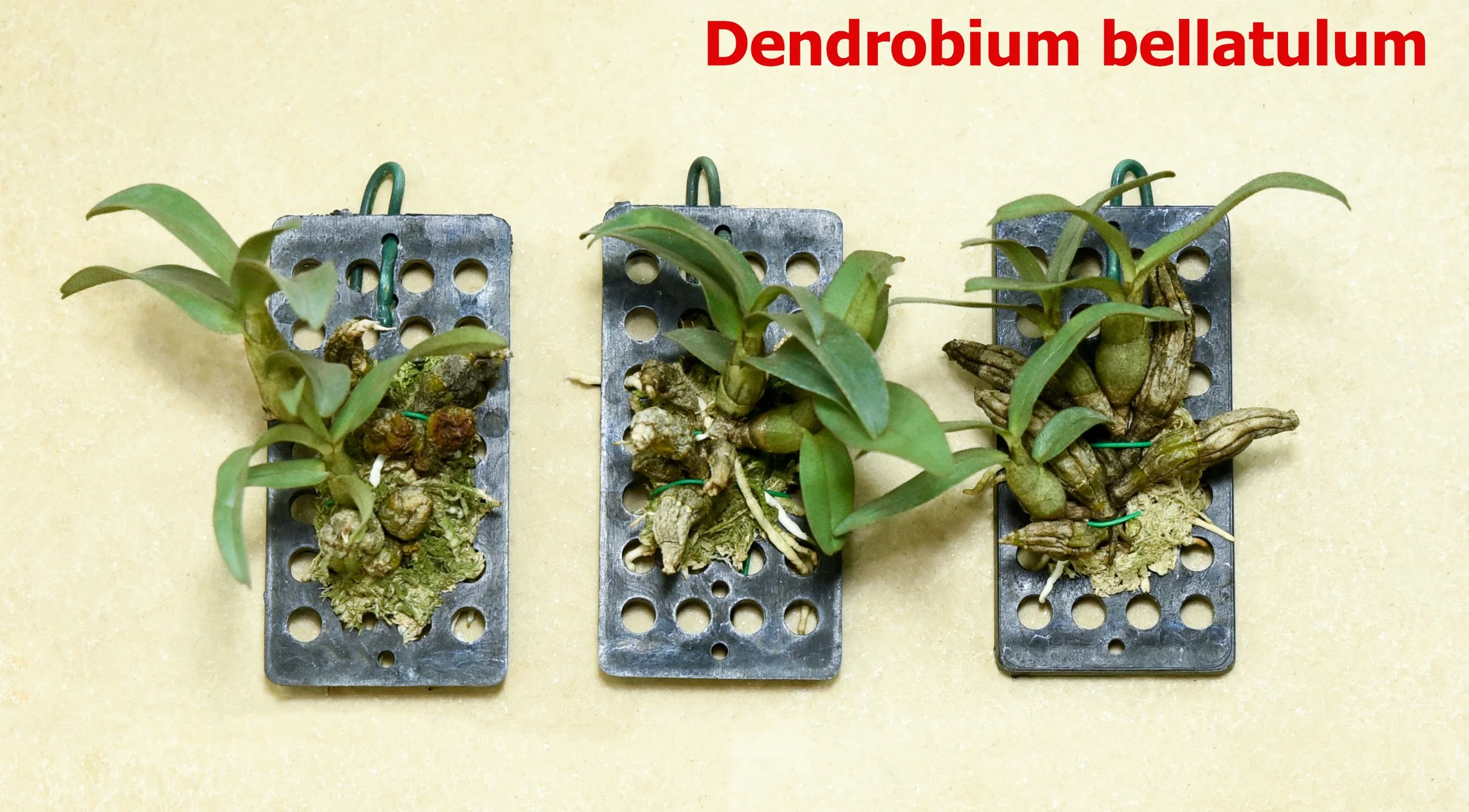 Dendrobium bellatulum1.jpg